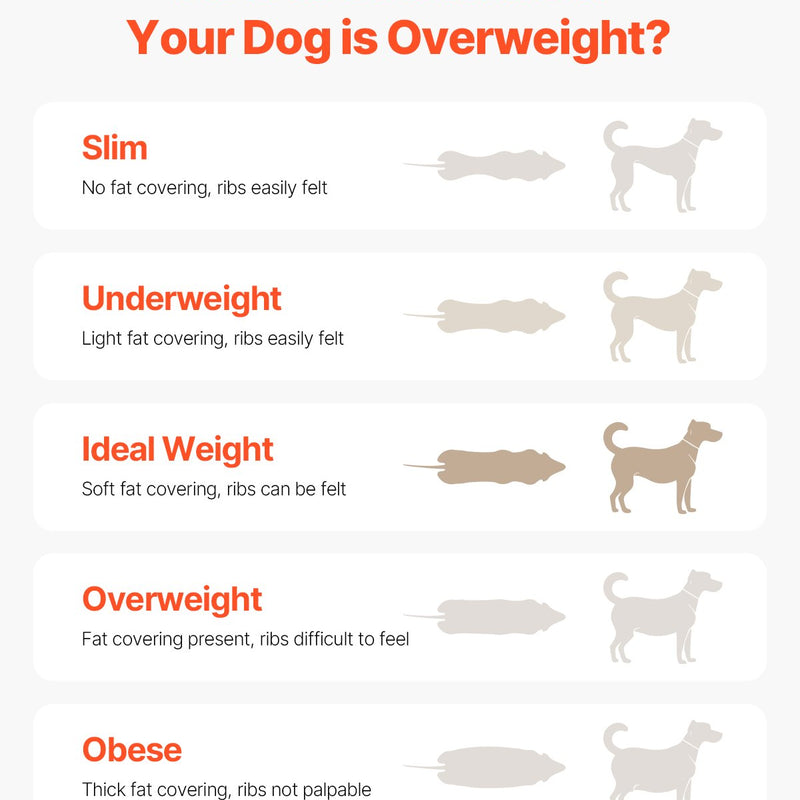 VEVOR Elektriskais suņu skrejceļš vidēja izmēra suņiem – ideāli piemērots veiklības treniņiem