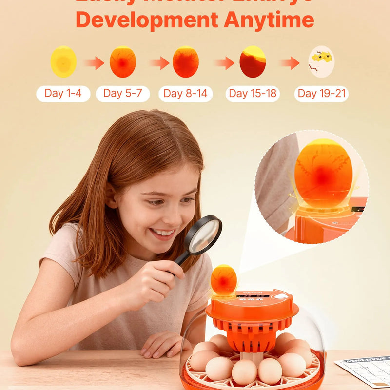 VEVOR 12 olu inkubators ar automātisku olu grozītāju, LED ovoskopu, temperatūras un mitruma kontroli, caurspīdīgu 360° skata logu putnu olu inkubēšanai mājai un saimniecībai (cāļi, pīles, zosis, paipalas)