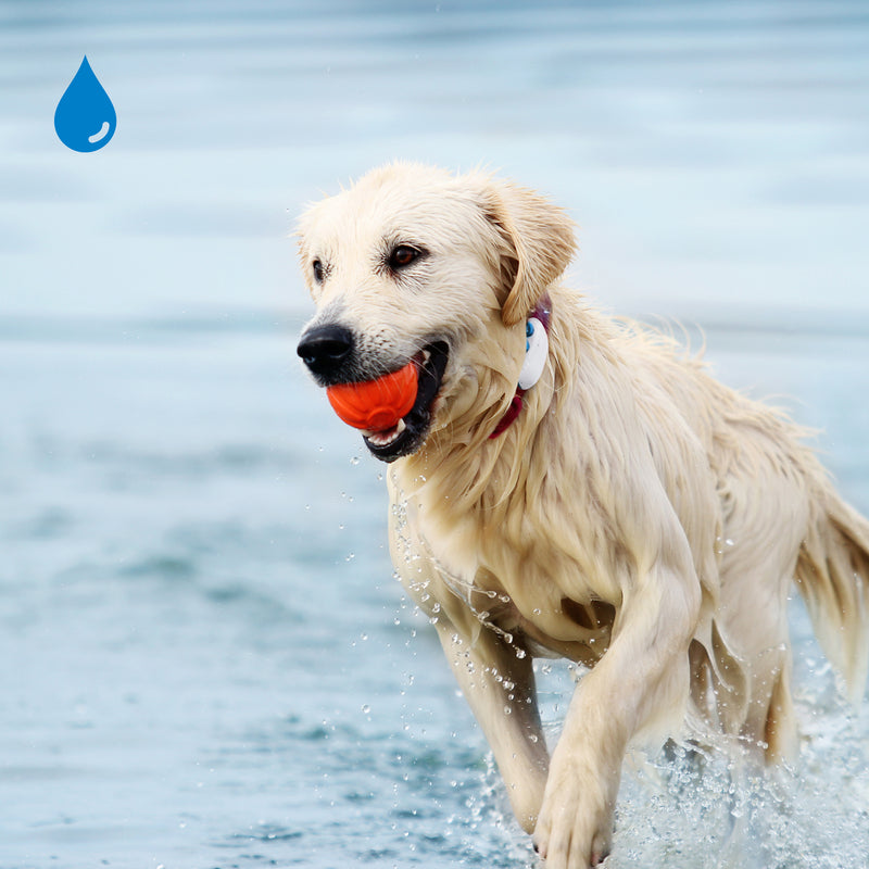 Reāllaika GPS izsekotājs suņiem, ieteicams ar svaru virs 4kg, 100% ūdensnecaurlaidīgs un viegli piestiprināms pie suņa kakla siksnas, balts. (tiek piemērota abonēšanas maksa) Tractive
